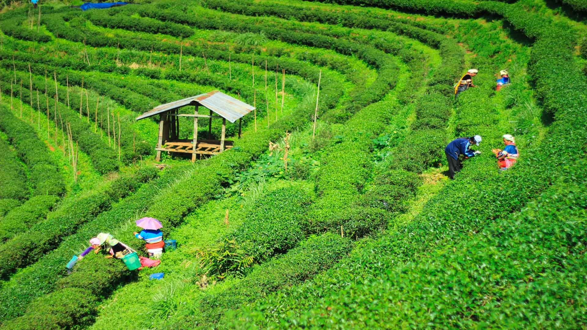 Tea Plantation 2